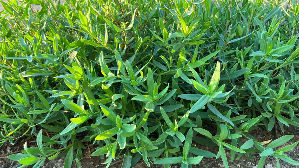 5月后抓紧吃这菜,农村遍地是,蒸包子真香,可惜很多人没吃过