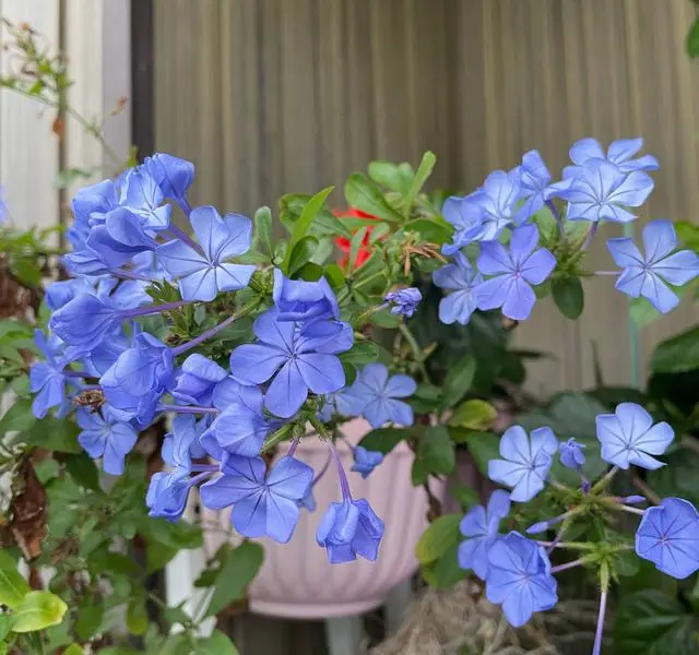 养蓝雪花,做好"3点",来年开花更多,花团锦簇如灿烂花海