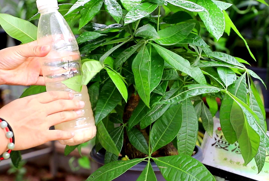 室内发财树浇水与养护之道,让你财运亨通!