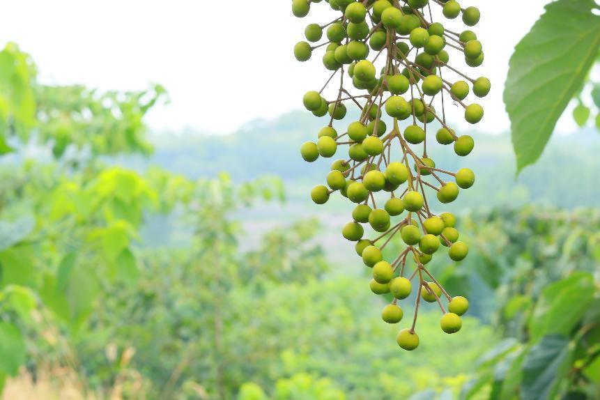 中林油山桐子油全新上市,引领植物基健康饮食新理念