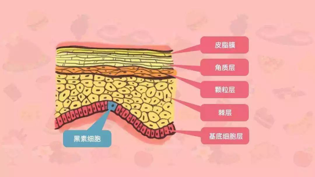 皮肤是人体最大的器官之一