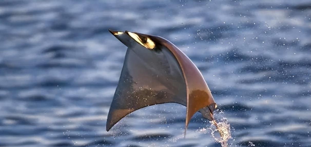 西工大研发"魔鬼鱼",仿蝠鲼潜航器深潜1025米,水下杀手