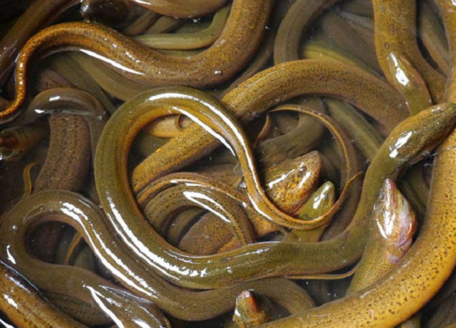 "这批鳝鱼,多亏了杨经理"