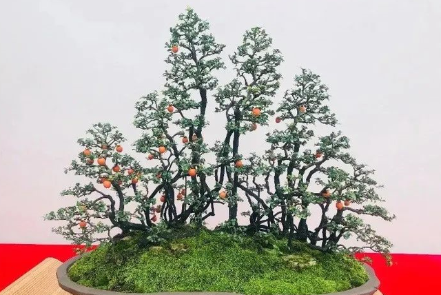 家里放一盆金弹子,养护得当,观赏价值高,提升家居格调