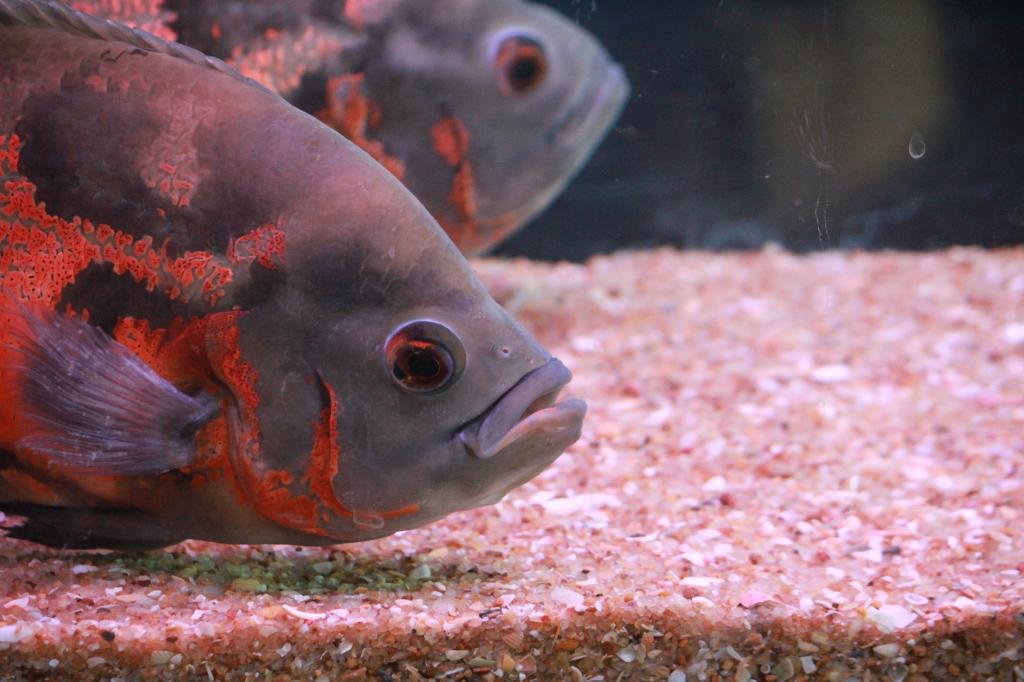 餐廳觀賞魚突然跳進粥鍋,老闆娘淡定扣上鍋蓋,網友直誇真大氣!