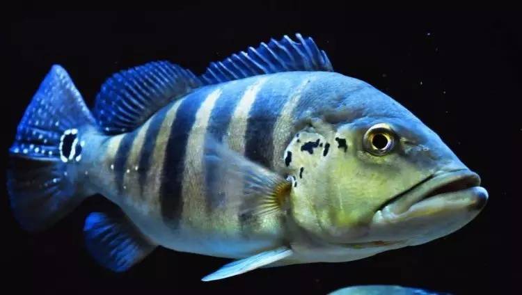 三间鱼种类大全,重新认识你鱼缸中的三间鱼