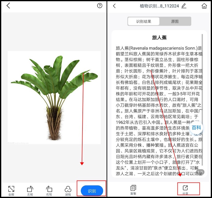 这是什么植物识别拍照怎么做?识别植物的一些方法