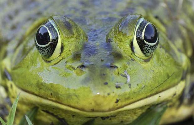 冷知识,你知道牛蛙来自于古巴吗?