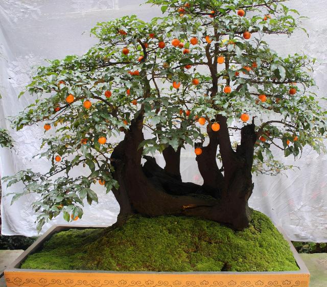 精品盆栽——金弹子,夏日养护技巧!一起来看看