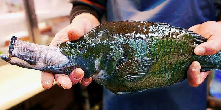 海洋里3种拥有诡异怪嘴的神秘生物,一个比一个有趣!