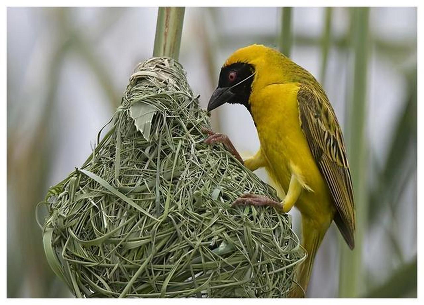 织巢鸟是一种建筑技能让人叹为观止的小鸟,能够构建出如艺术品般的