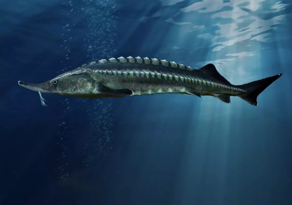 野外灭绝的长江鲟,为何时隔23年,还能实现自然繁殖?