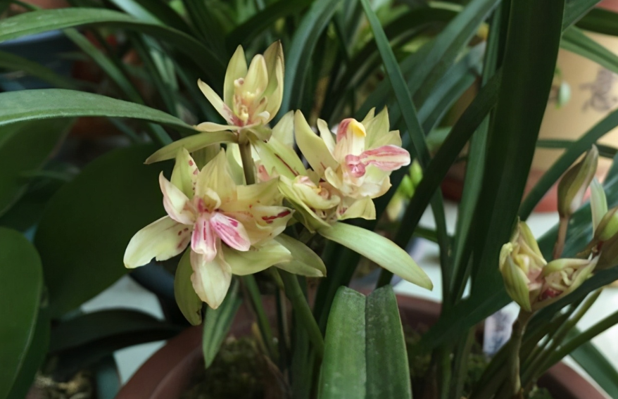 被誉为"香花之王"的建兰,花色清新,兰香浓郁,开花勤快很好养