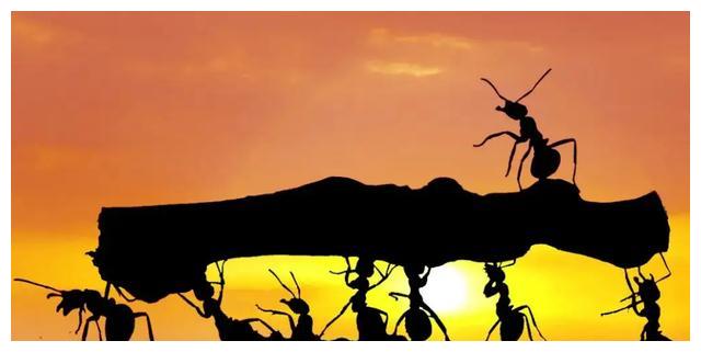 你知道地球上最完美的生物——蚂蚁是有多强大吗?为什么不是人类