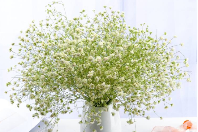 满天星浇水的正确方法,让你的花园更美丽!