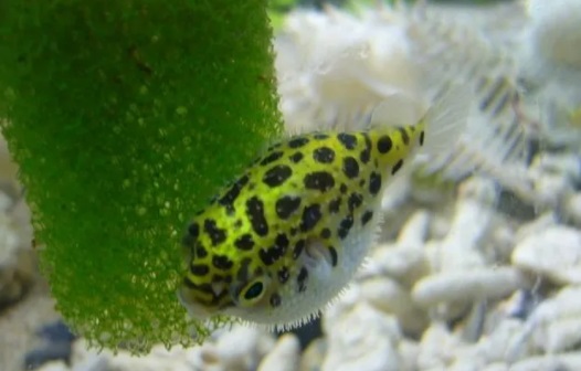 盘点那些绿色的小观赏鱼,看看有没有你想养的?