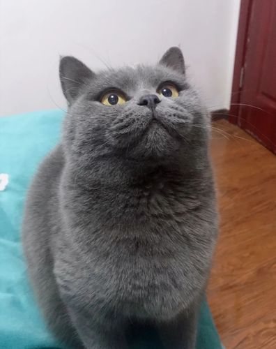 蓝猫的美容秘籍:如何保持它们漂亮的被毛