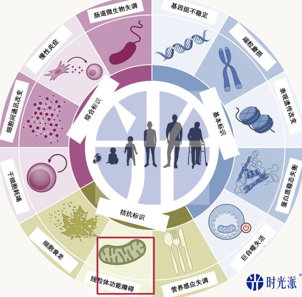 还原细胞初始状态,清除衰老细胞,人类或可控制老化速度