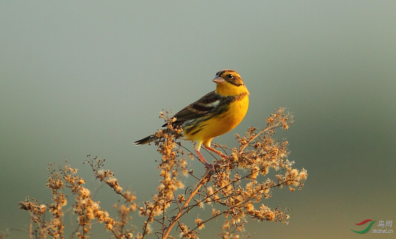 如果快乐,那就这样吧