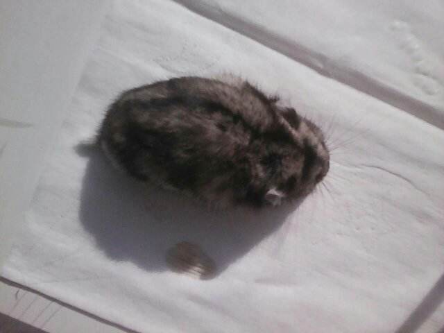 小仓鼠突然不动了,心脏还在跳是什么原因?