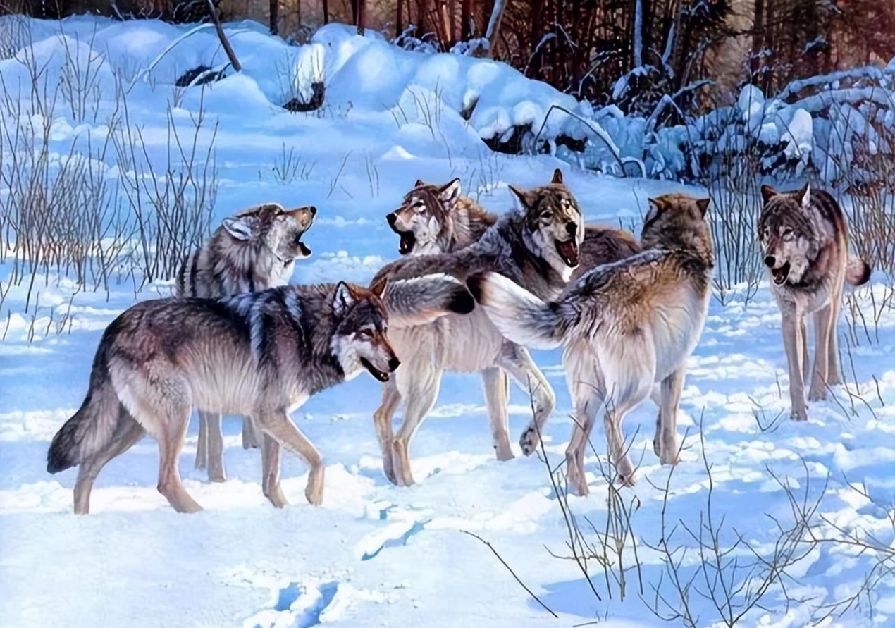 等级森严的狼群有多厉害?狼王的一声嚎叫,就能召集小狼合力捕猎