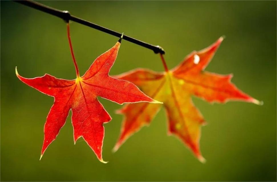 金秋红叶之美——红叶与诗