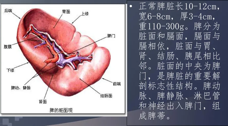 脾大有什么危害图片