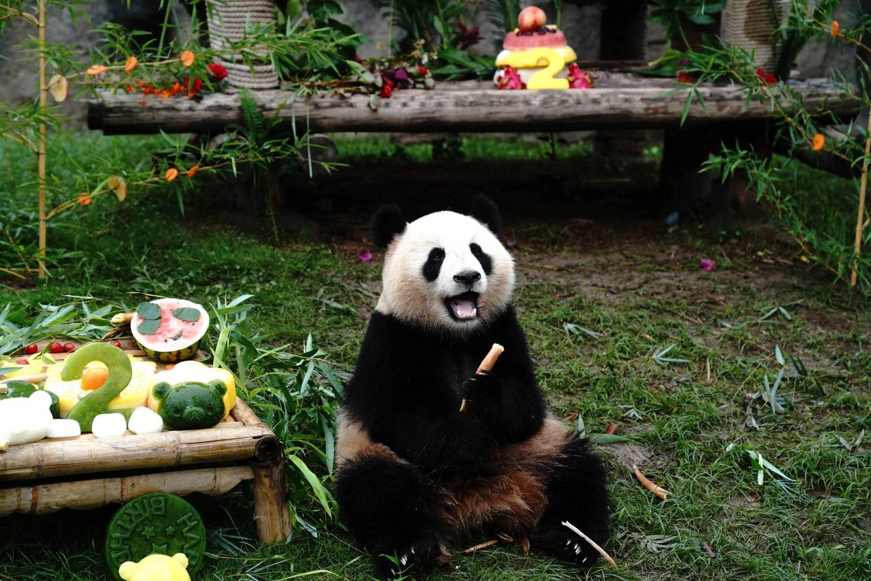 旅美熊猫丫丫乐乐有机会将一起回国!上海的七七肠梗阻完美成功!