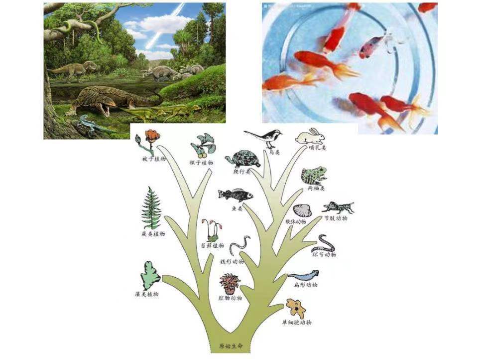 科學家大膽猜測:人類的進化史是這樣的!人是由魚類進化來的