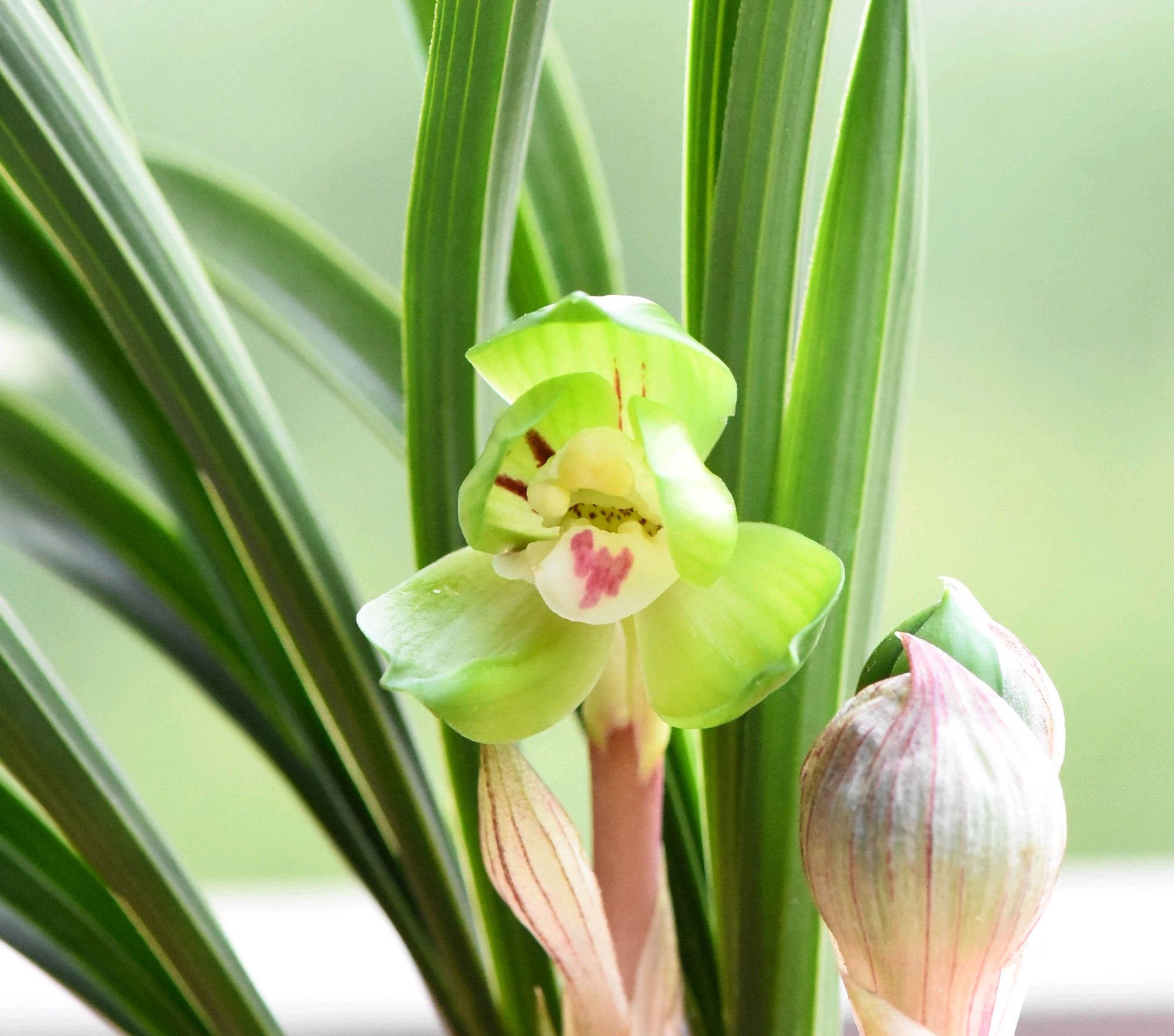 迷你版的兰花——绿云,花型小花却很香,养护起来也很简单