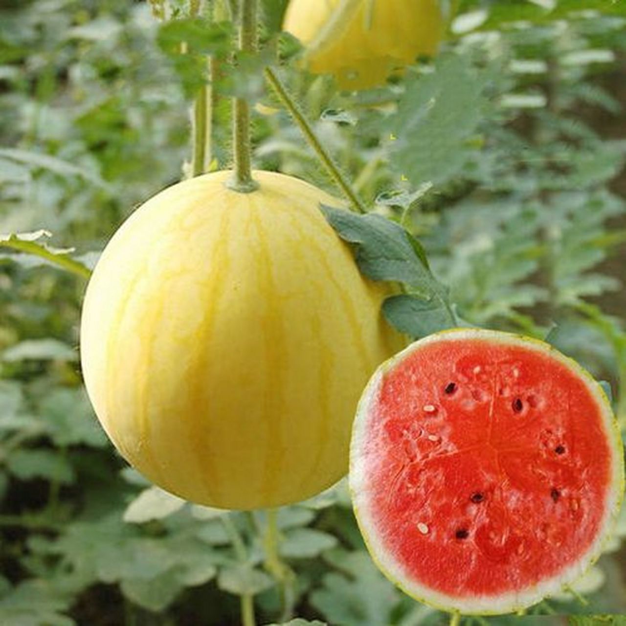 黄皮西瓜的种植包括以下步骤:在3月中旬到4月下旬或5月上旬种植,种子