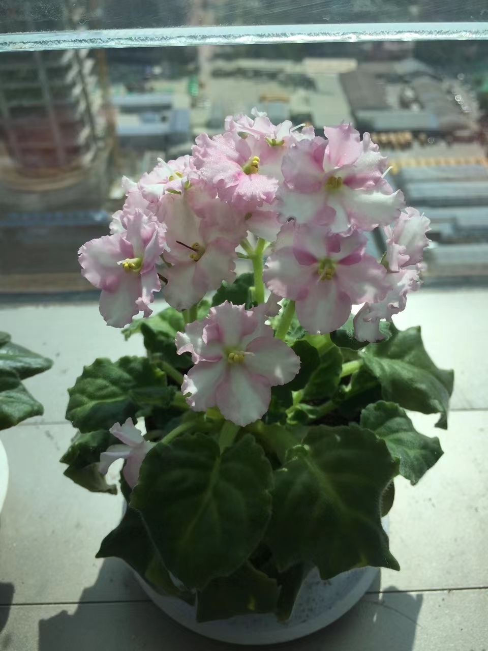 高颜值室内开花植物:非洲堇