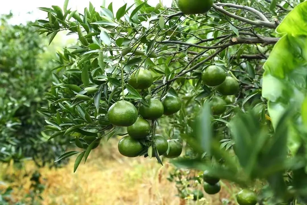 從梅江,東甲,茶坑到天馬,新會陳皮核心產地