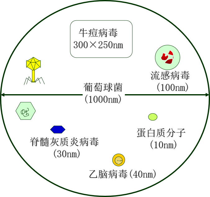 病毒结构示意图及功能图片