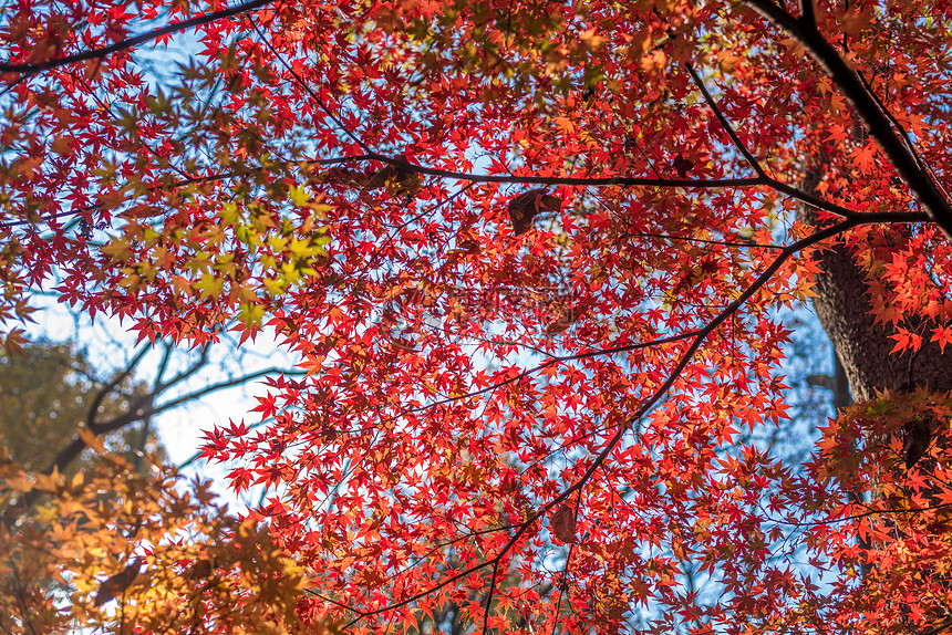 金秋红叶之美——红叶与诗