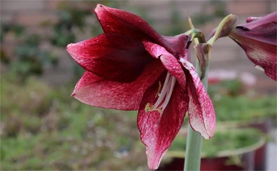 大紅大紫的花卉——朱頂紅