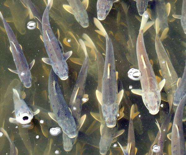 长江的"预兆":万州水域出现大量鱼群,三峡水库成为"鱼库"?