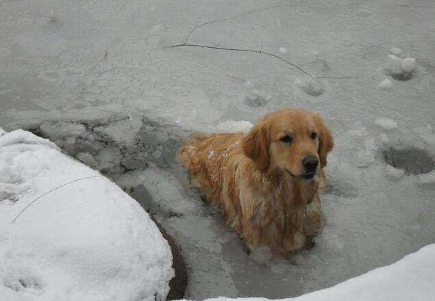 零下10度能冻死金毛犬吗?双层被毛的金毛真的不怕冷吗?