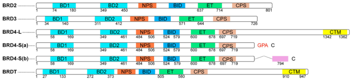 创新征程火力全开的加科思
