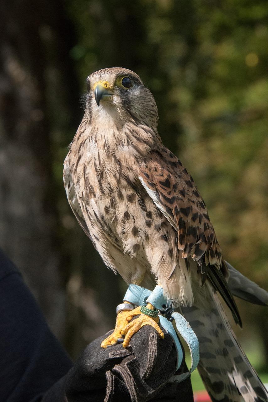 隼念爱情是怎样一种存在?