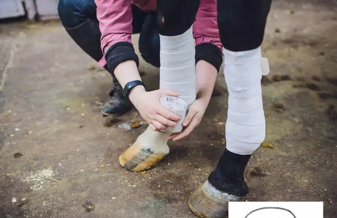 为啥马腿受伤后,出于人道主义,都会对其执行安乐死?