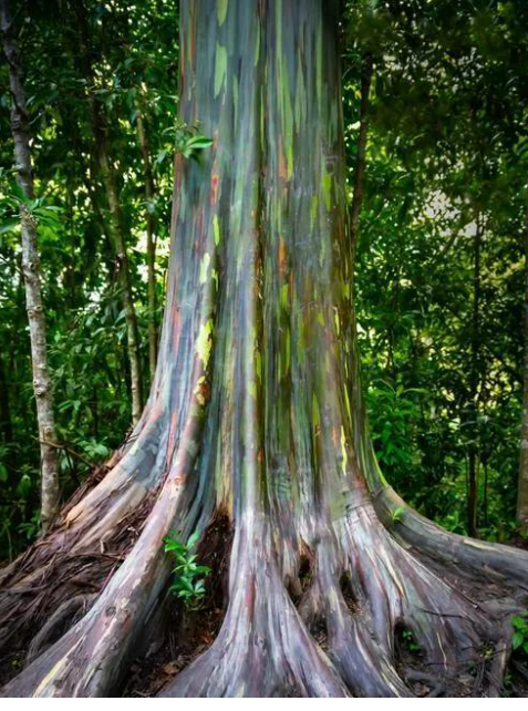 彩虹桉树:大自然中的奇迹之树
