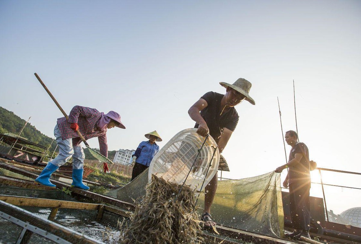 农民捕虾判刑:社会正义何在?