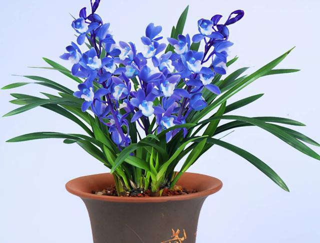 如同蝴蝶般翩翩起舞的醉玲珑,十分惊艳