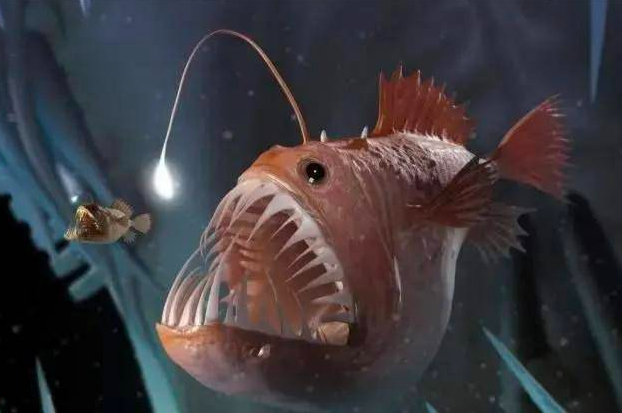 深海鮟鱇鱼有多大图片