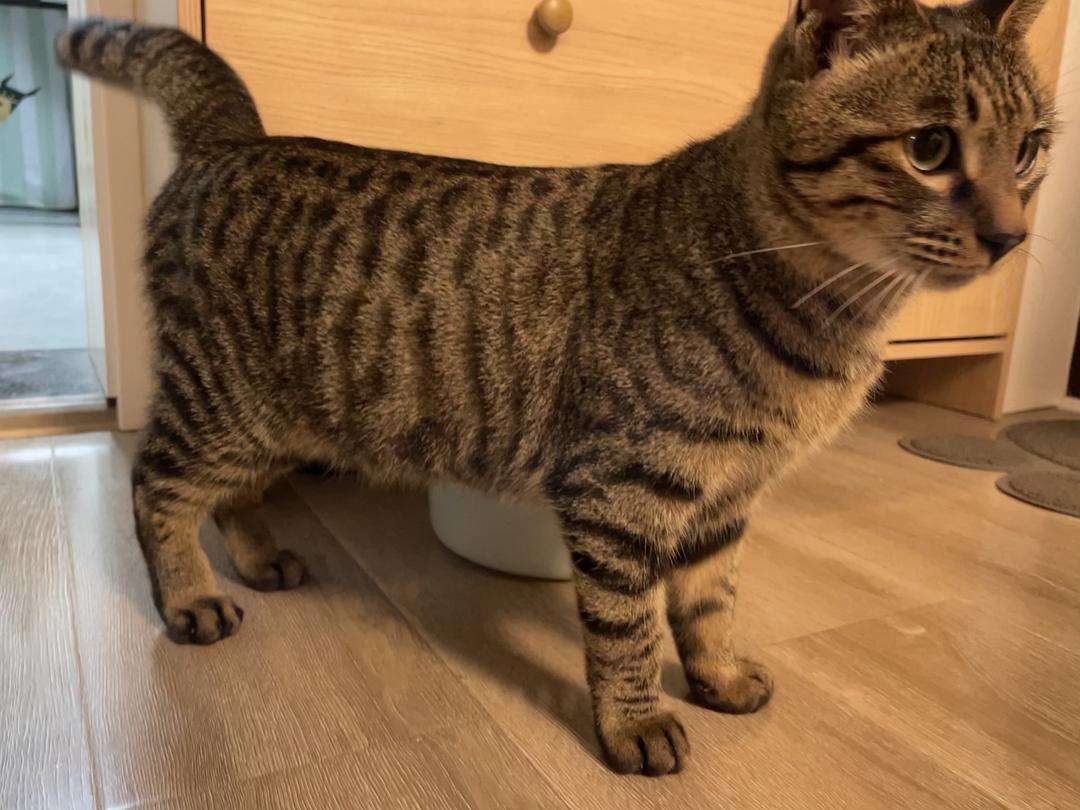 雀儿猫和狸花猫的区别,别再认错啦