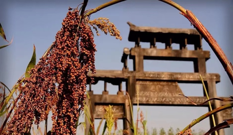 《红高粱》:上吊自杀的草根英雄成麻子,死于内心那道过不去的坎