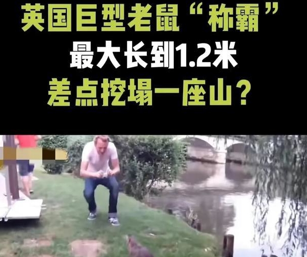 英国街头出现巨型1.2米大老鼠