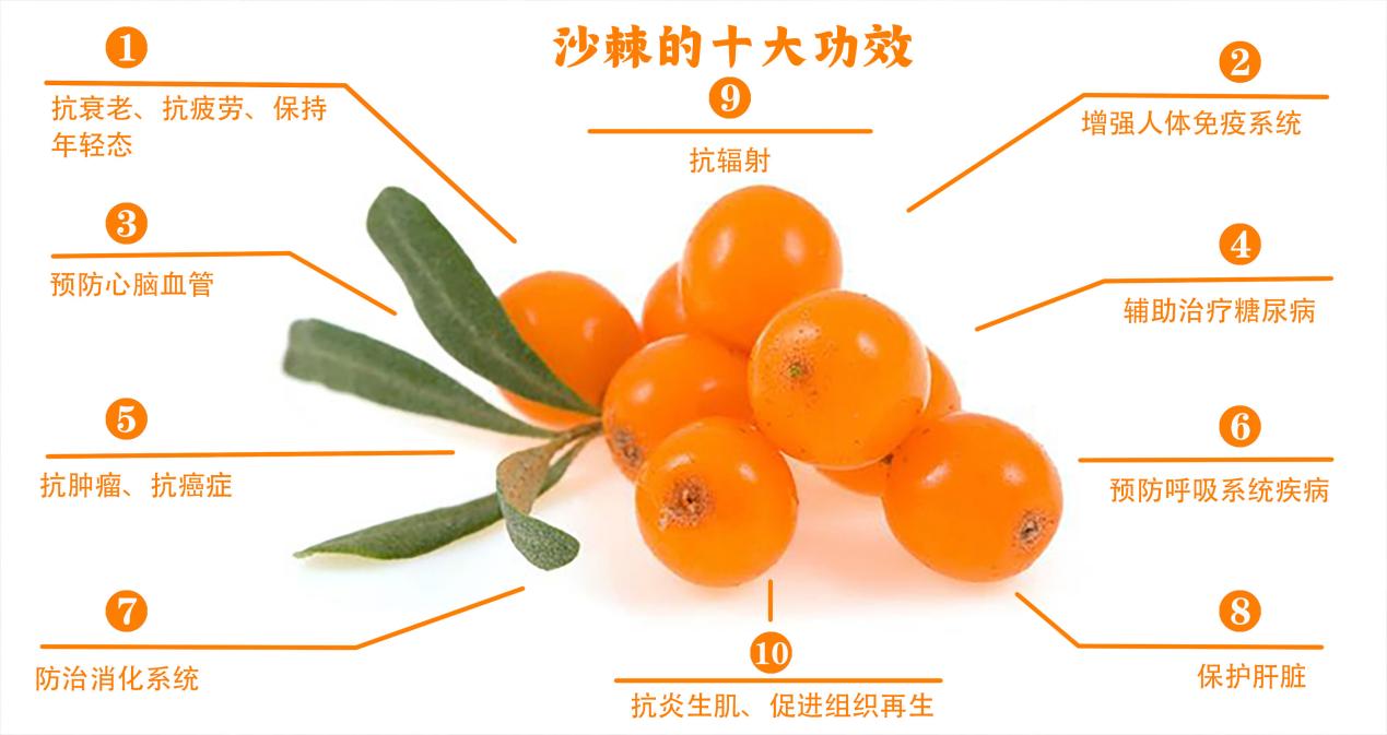 沙棘的功效作用与主治