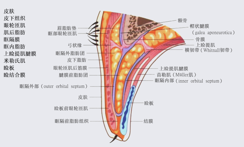 睑缘在哪里图解图片